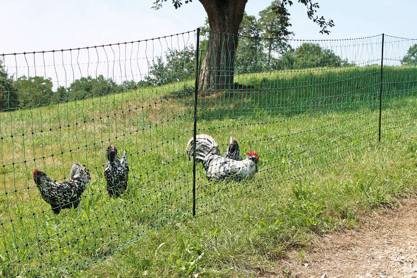 Hühner sind auf einer Wiese hinter einem Weidezaun