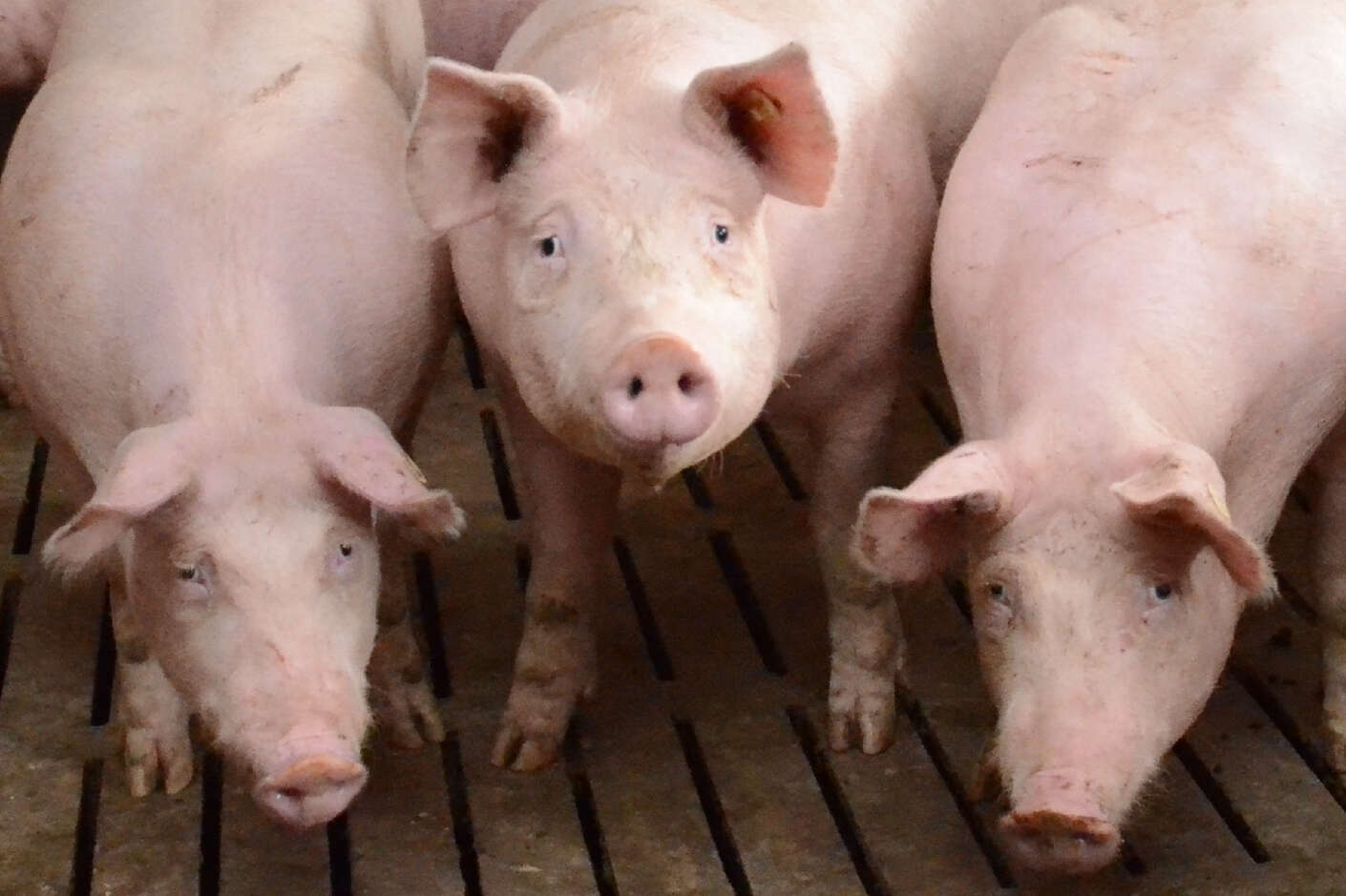 Drei Mastschweine stehen in einer Bucht